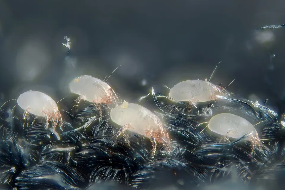 Cinci acarieni din praful de casă (Dermatophagoides pteronyssinus), albicioși, cu picioare rozalii, pe fibrele închise la culoare ale unei țesături, văzuți la microscop