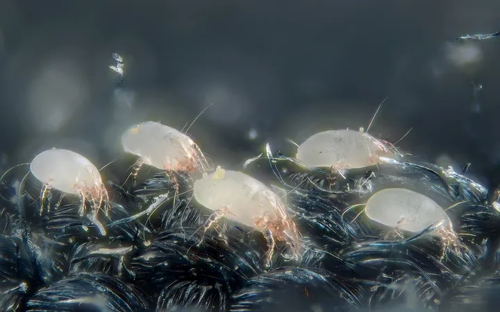 Cinci acarieni din praful de casă (Dermatophagoides pteronyssinus), albicioși, cu picioare rozalii, pe fibrele închise la culoare ale unei țesături, văzuți la microscop