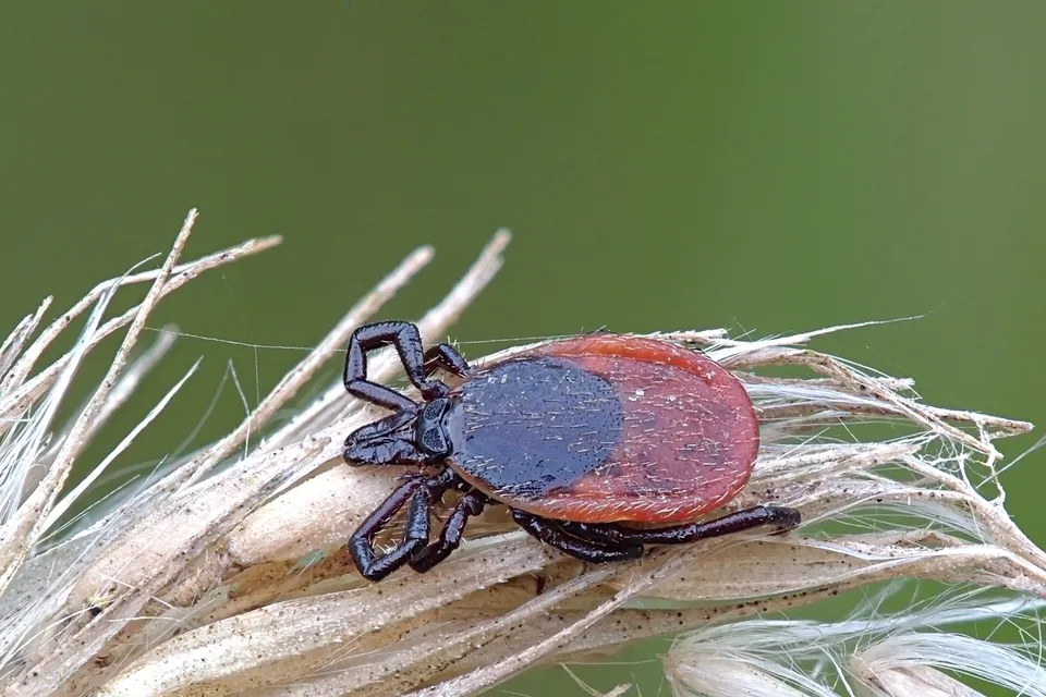 Femelă de căpușă comună (Ixodes ricinus), cu scut negru și abdomen roșcat, urcată pe un spic uscat de iarbă, pe fond verde