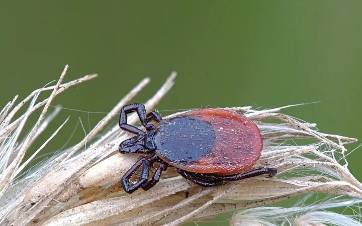 Femelă de căpușă comună (Ixodes ricinus), cu scut negru și abdomen roșcat, urcată pe un spic uscat de iarbă, pe fond verde