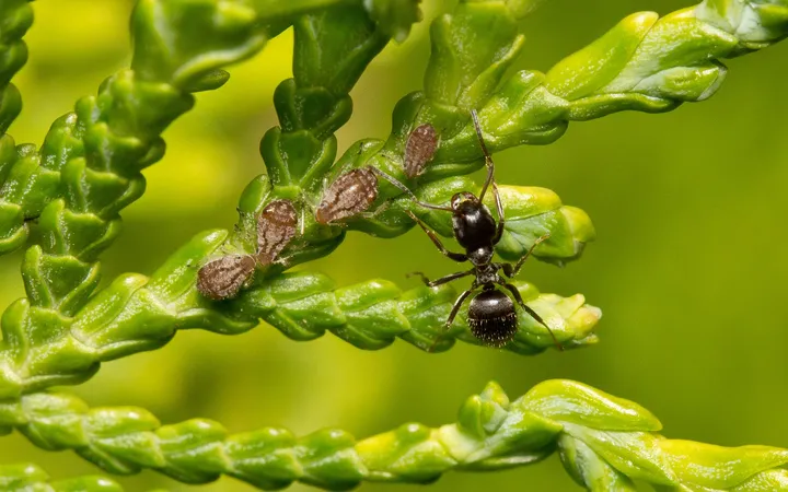 Furnică neagră de grădină (Lasius niger) lângă un grup de afide, pe o ramură verde de tuia