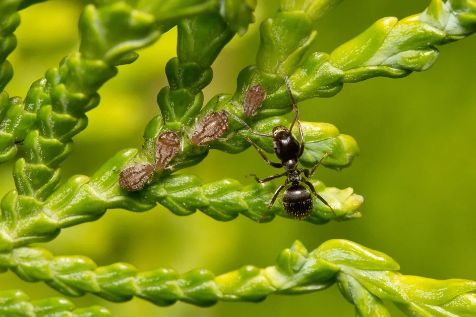 Furnică neagră de grădină (Lasius niger) lângă un grup de afide, pe o ramură verde de tuia