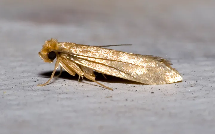 Molia hainelor (Tineola bisselliella) văzută din profil pe o suprafață gri: un fluture mic, cu aripi aurii lucioase și un smoc de peri roșcați pe cap