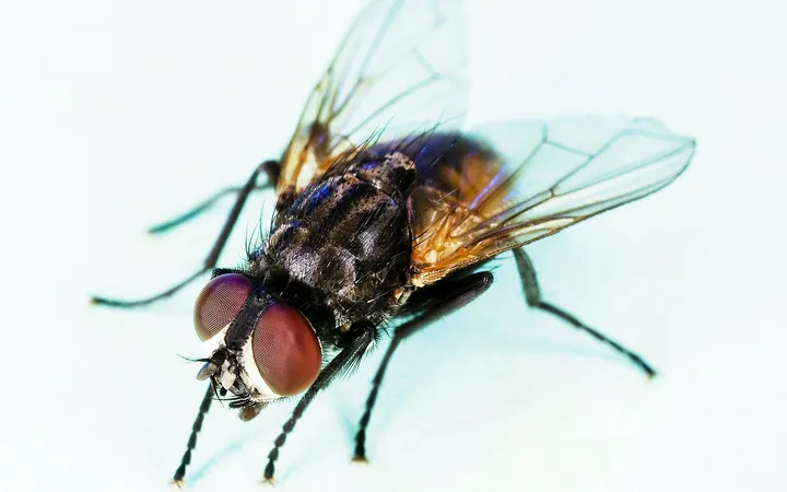 Muscă de casă (Musca domestica) pe fundal deschis, cu ochi mari roșiatici, torace cenușiu cu dungi închise și aripi transparente