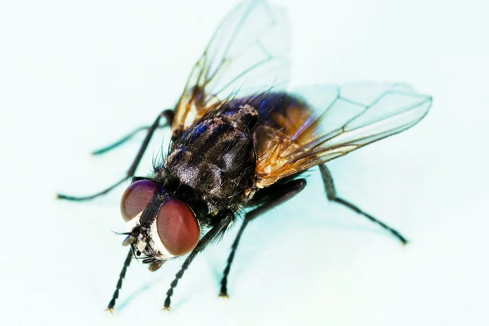 Muscă de casă (Musca domestica) pe fundal deschis, cu ochi mari roșiatici, torace cenușiu cu dungi închise și aripi transparente