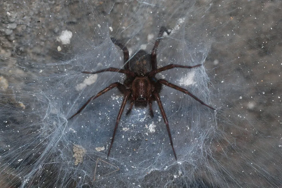 Păianjen de casă (Tegenaria domestica) maro-închis, văzut de sus, stând pe pânza lui deasă și albicioasă, în colțul unei pivnițe