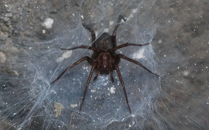Păianjen de casă (Tegenaria domestica) maro-închis, văzut de sus, stând pe pânza lui deasă și albicioasă, în colțul unei pivnițe