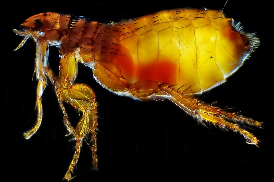 Purice de pisică (Ctenocephalides felis) văzut din profil la microscop, pe fond negru