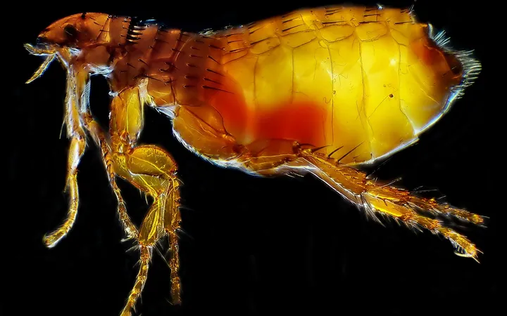 Purice de pisică (Ctenocephalides felis) văzut din profil la microscop, pe fond negru