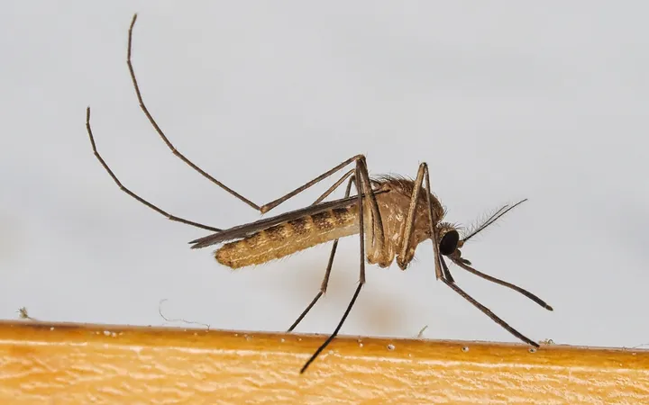 Țânțar de casă (Culex pipiens) văzut din profil, cu corp maroniu, abdomen cu benzi deschise la culoare și picioare lungi, așezat pe o margine de lemn