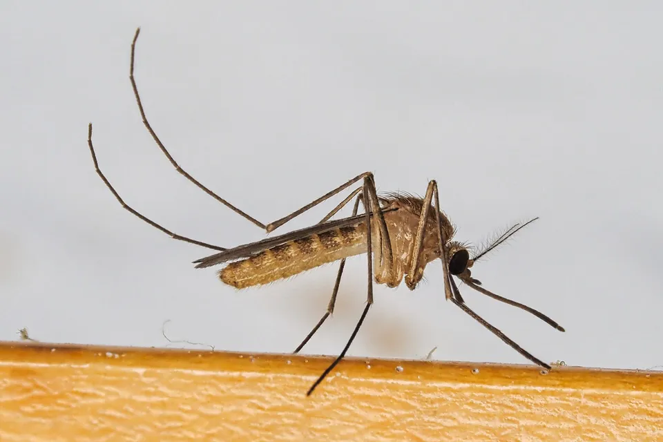 Țânțar de casă (Culex pipiens) văzut din profil, cu corp maroniu, abdomen cu benzi deschise la culoare și picioare lungi, așezat pe o margine de lemn