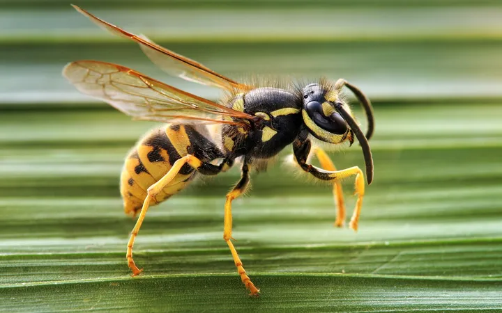 Viespe germanică (Vespula germanica) văzută din profil pe o frunză verde, cu corpul galben cu negru, antene negre, picioare galbene și aripi translucide