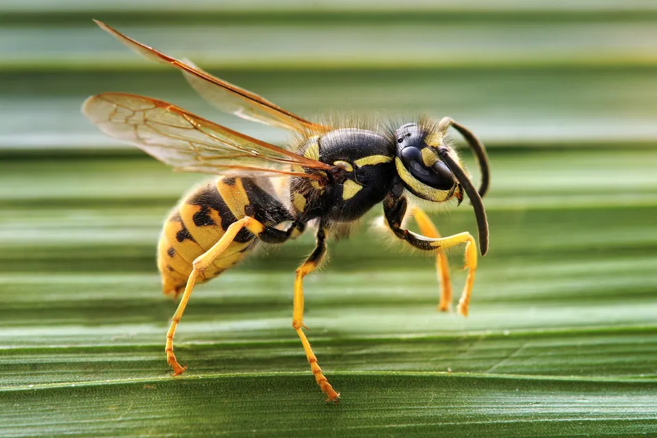 Viespe germanică (Vespula germanica) văzută din profil pe o frunză verde, cu corpul galben cu negru, antene negre, picioare galbene și aripi translucide